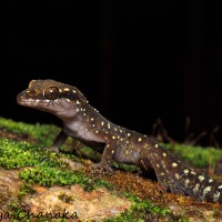 <i>Cyrtodactylus punctatus</i> Gray, 1867